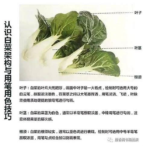 白菜寓意|白菜的寓意与象征风水（揭示白菜在风水学中的神奇力量）